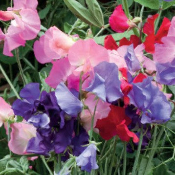 Sweetpea Bijou Mix