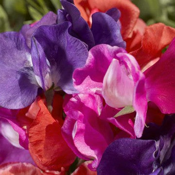 Sweetpea Cupid Mix