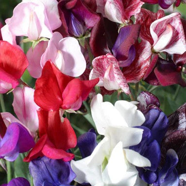 Sweetpea Old Spice Mixed