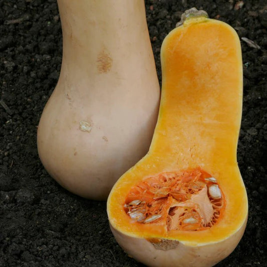 Squash Butternut Waltham