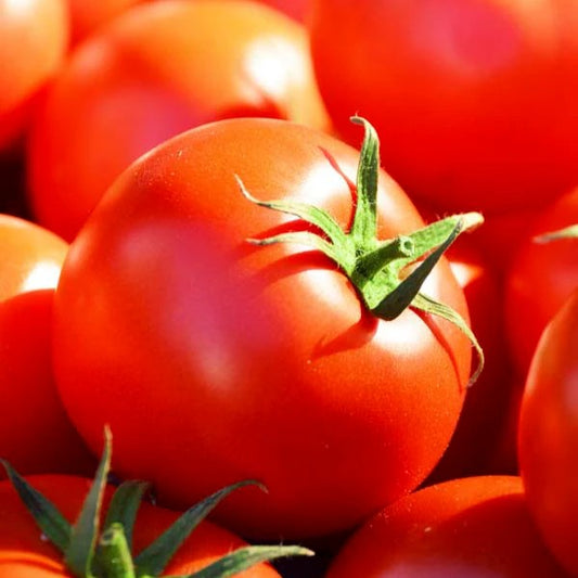 Tomato Floradade
