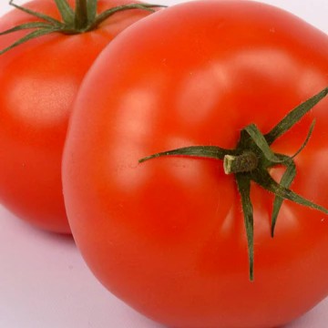 Tomato Moneymaker