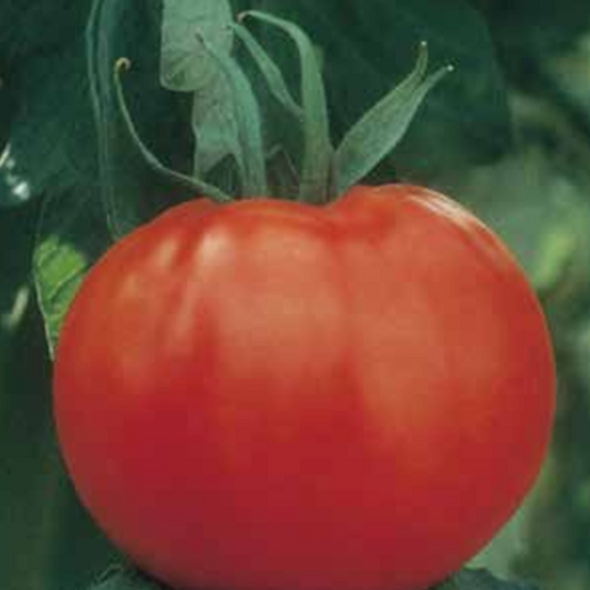 Tomato Rodade