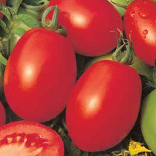 Tomato Rio Grande