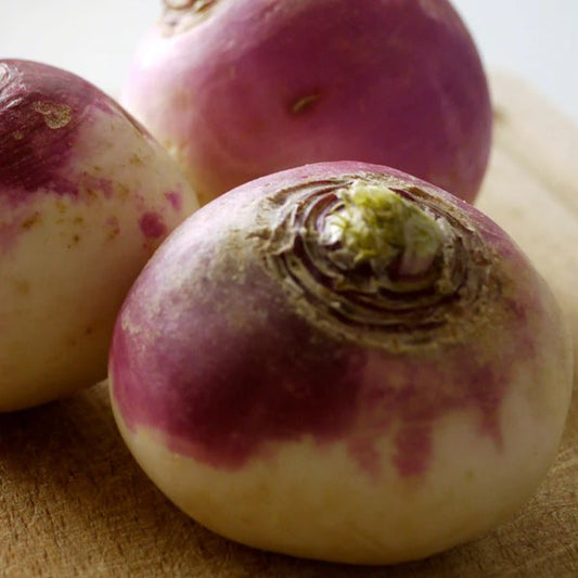 Turnip Purple Top White Globe