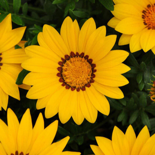 Gazania Kiss Frosty Yellow