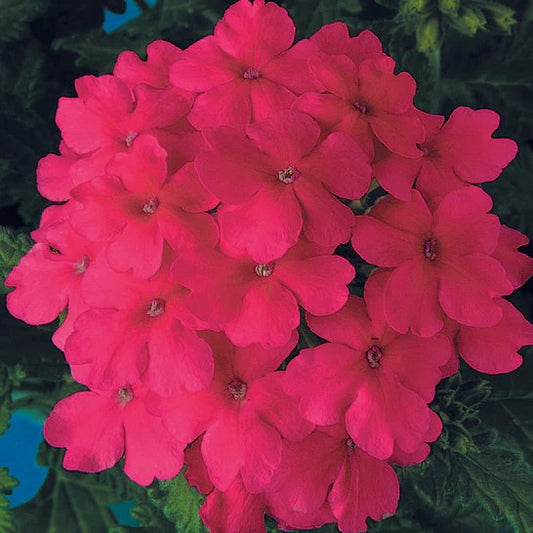 Verbena Obsession Pink
