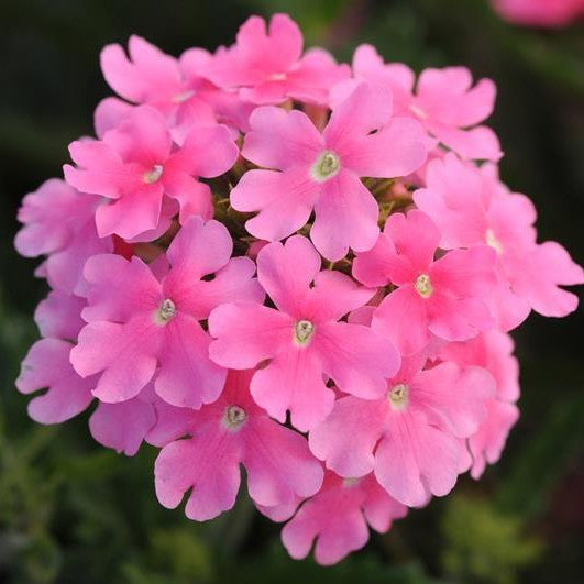 Verbena Quartz Pink XP