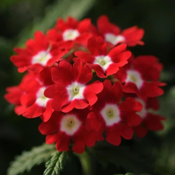 Verbena Quartz Red Eye XP