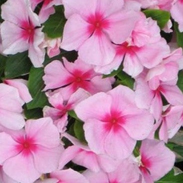 Vinca Pacifica Blush XP