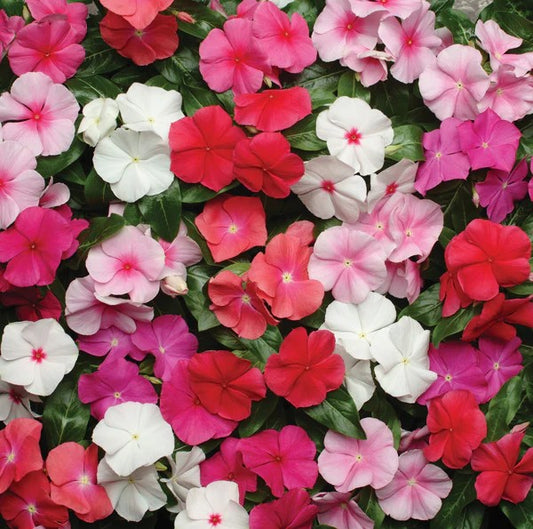 Vinca Pacifica Bold Mix XP