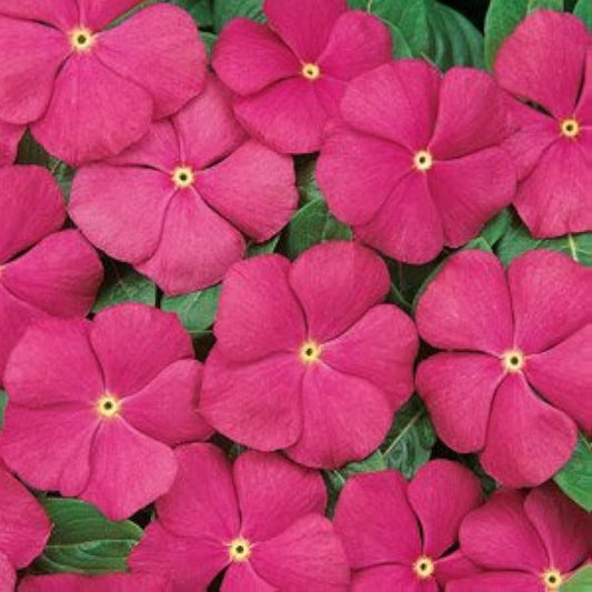 Vinca Pacifica Deep Orchid XP