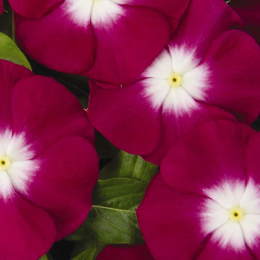 Vinca Pacifica Halo Magenta XP