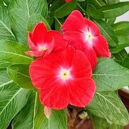 Vinca Pacifica Really Red XP