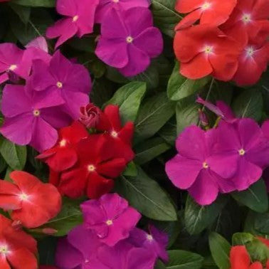Vinca Pacifica Apricot XP