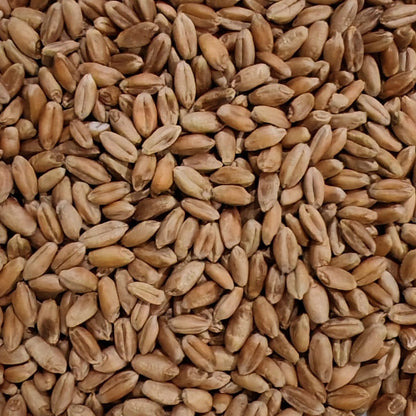 Wheatgrass Microgreen Seeds
