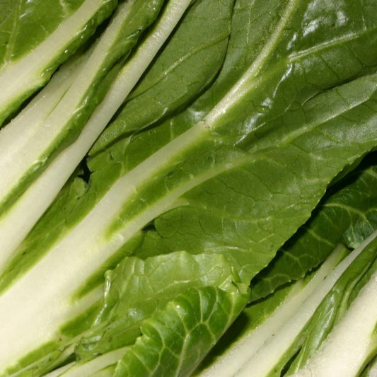 White Stemmed Pak Choi