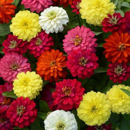 Zinnia Zahara Double Mixture