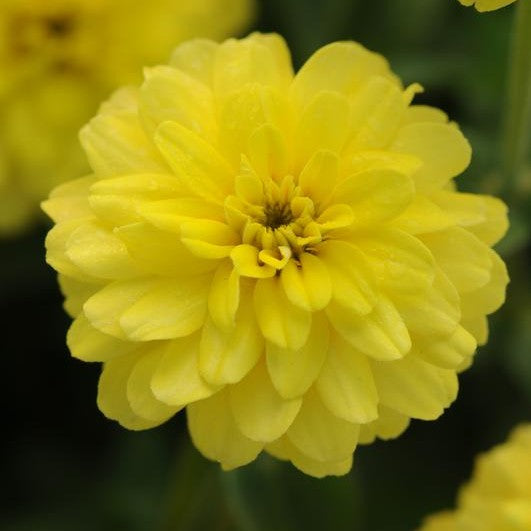 Zinnia Zahara Double Yellow