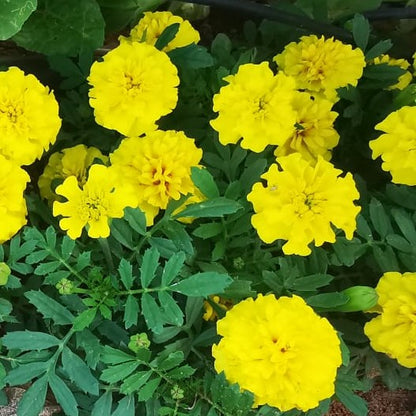 Marigold Hotpak Yellow