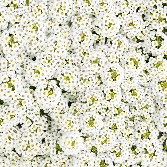 Alyssum Snow Cloth