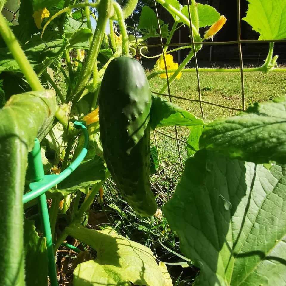 Cucumber Ashley