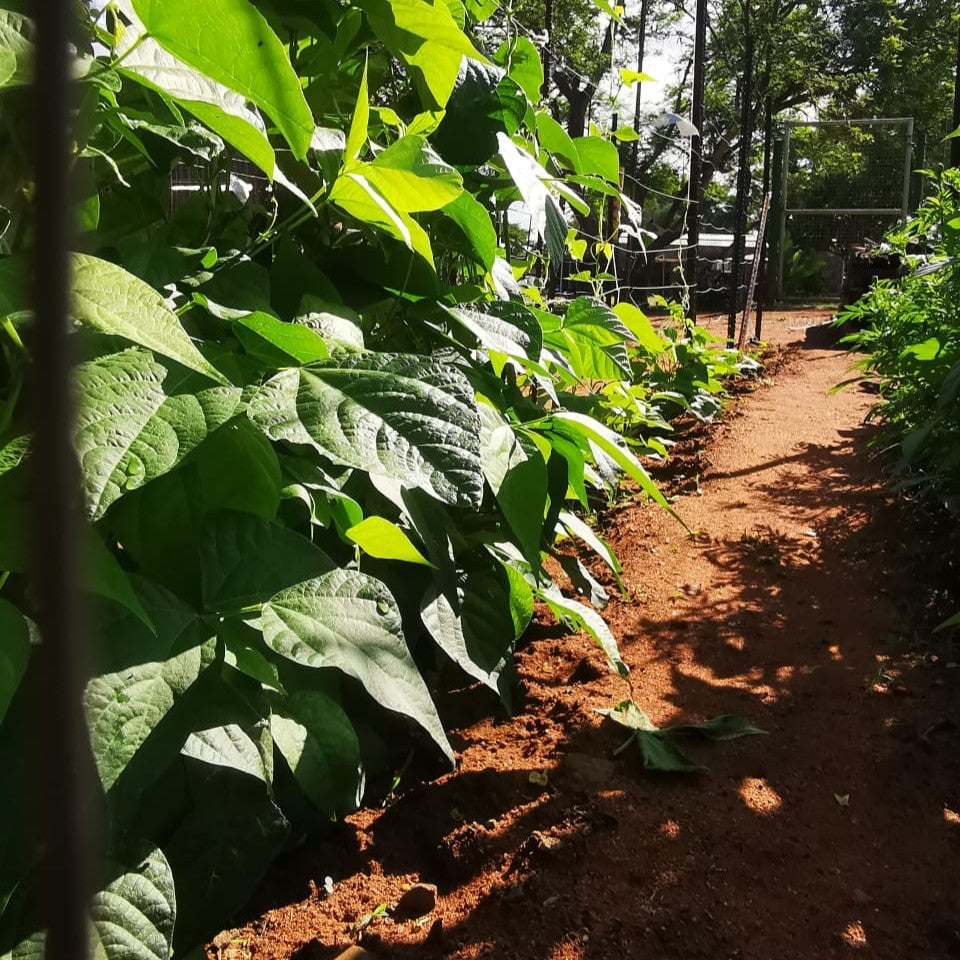 Lazy Housewife Runner Bean