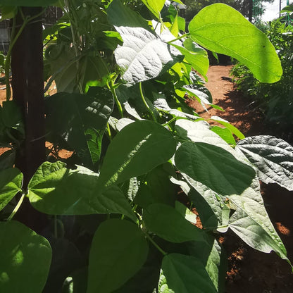 Lazy Housewife Runner Bean