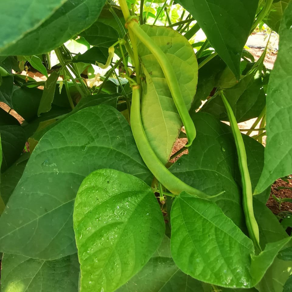 Lazy Housewife Runner Bean