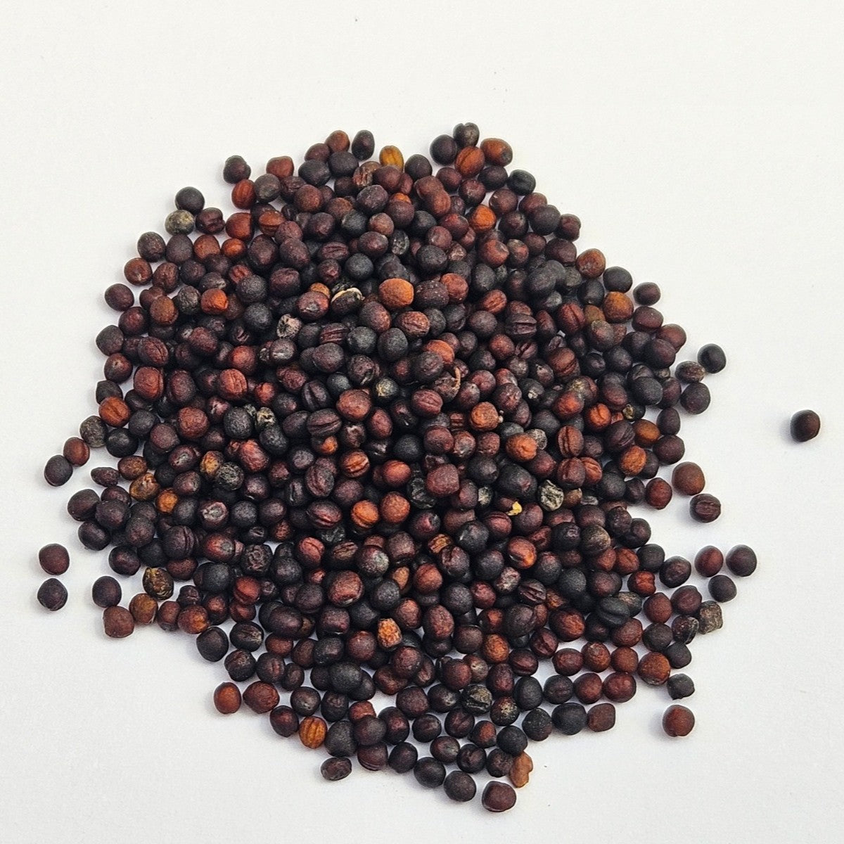 Broccoli Sprouting Seed