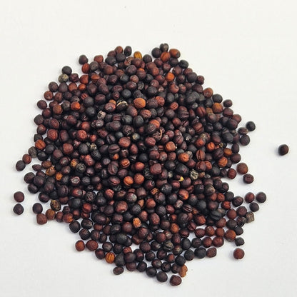 Broccoli Sprouting Seed