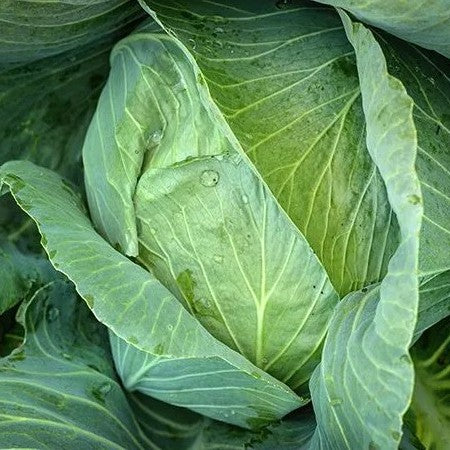 Cabbage Brunswick
