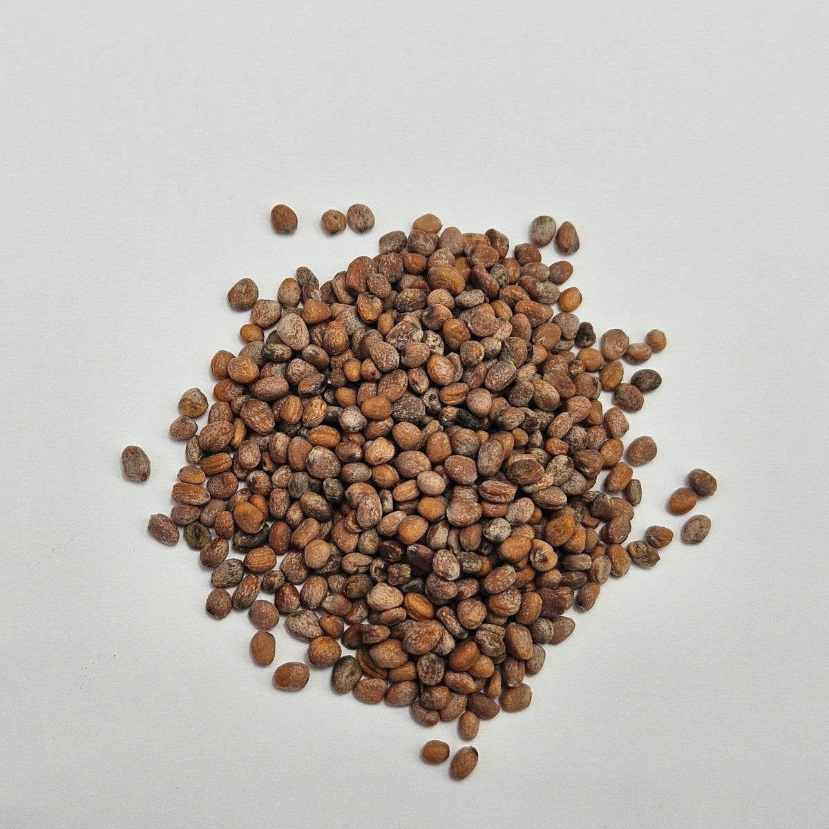 Radish China Rose Sprouting Seeds