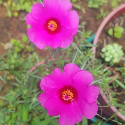 Portulaca Happy Hours Rosita