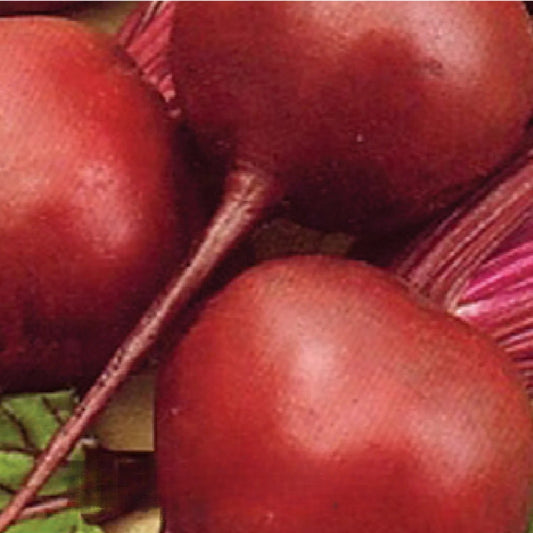 Early Wonder Beetroot