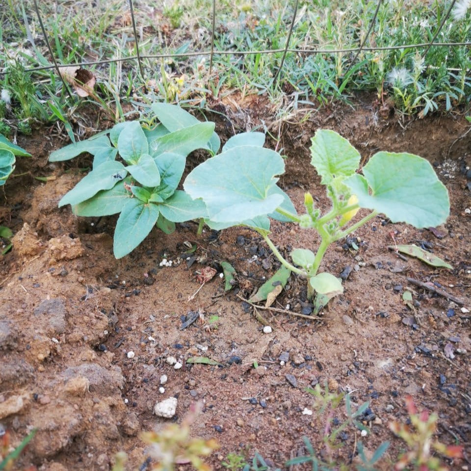 F1 Hybrid Cantaloupe Sweet Melon