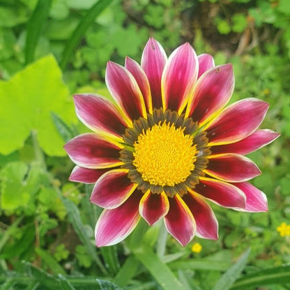Gazania Kiss Rose
