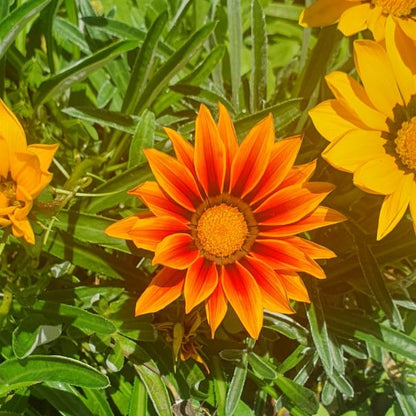 Gazania Kiss Orange