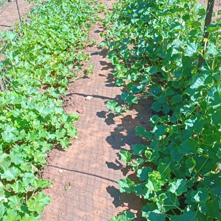 Hales Best Melon Cantaloupe