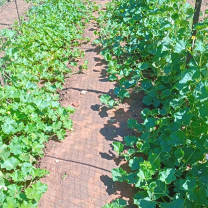 Hales Best Melon Cantaloupe