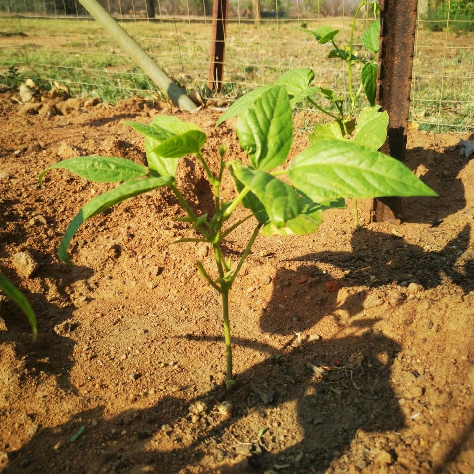 Lazy Housewife Runner Bean