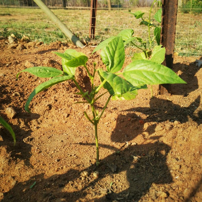 Lazy Housewife Runner Bean