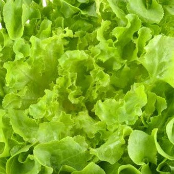 Large Oakleaf Lettuce - Green