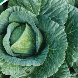 Lunaria F1 Hybrid Cabbage