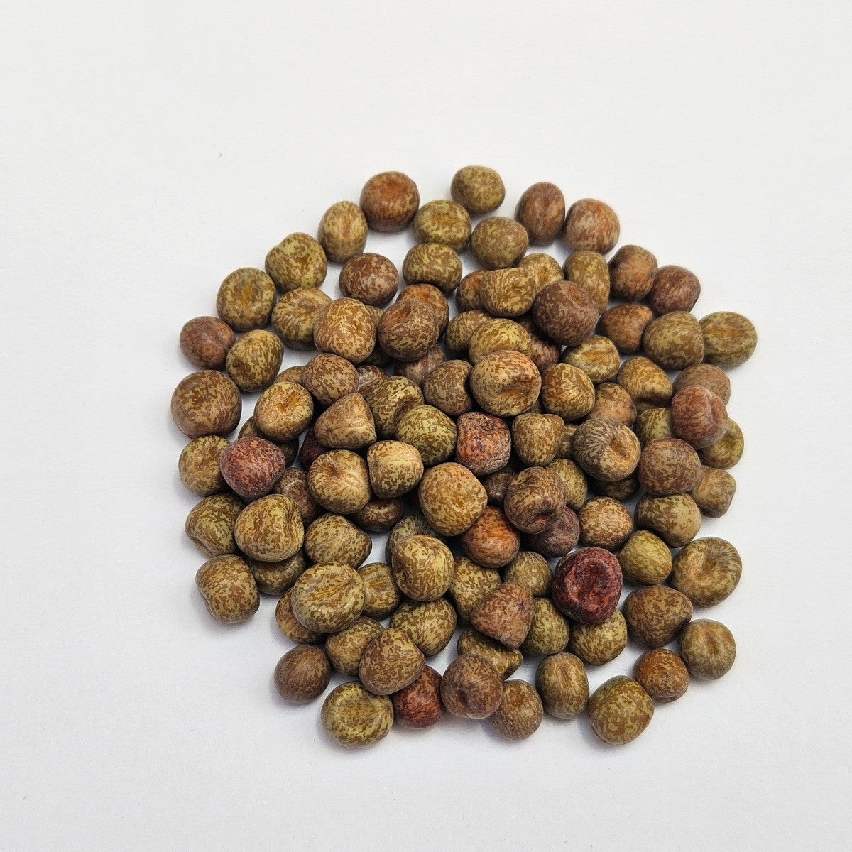 Maple Peas Sprouting Seed