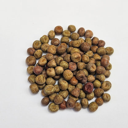 Maple Peas Sprouting Seed