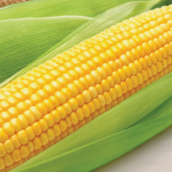 Odyssey Sweet Corn