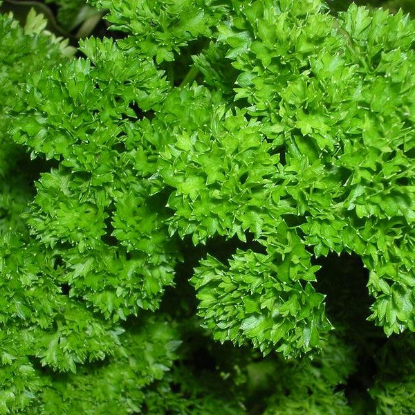 Parsley Campion Moss Curled