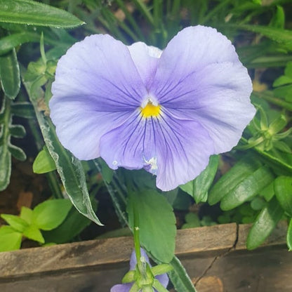 Pansy Punch Light Blue