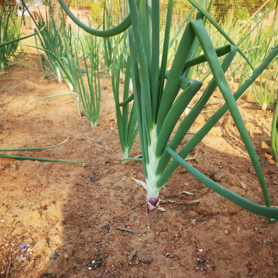 Onion Red Creole